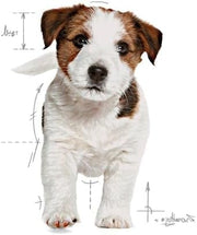 Royal Canin Cibi per Cani Puppy Mini, 800g