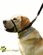 Canny Collar Size 2 Black by the Canny Company (English Manual)