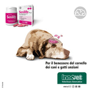 Senilife® Plus, per il Benessere del Cervello dei Cani e Gatti anziani - migliora le funzioni cognitive e la memoria per un invecchiamento cerebrale di successo