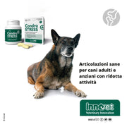 Innovet Condrostress (+), per Cani Adulti e Anziani con rigidità articolare, neutralizza i Radicali Liberi